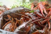 爆料小龙虾直播视频,小龙虾养殖与烹饪全过程