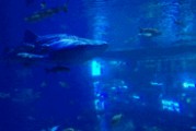 最新爆料海底世界视频,最新海底世界视频揭秘神秘生物与奇异景象