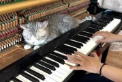 猫咪钢琴在线观看,在线观看的温馨音乐之旅
